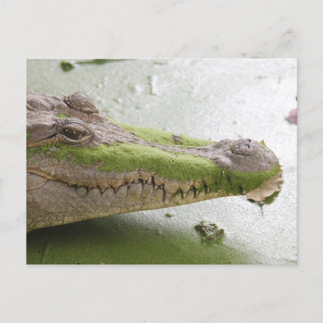 Carte Postale Crocodile du Nil (Devant)