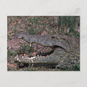 Carte Postale Crocodile du Nil