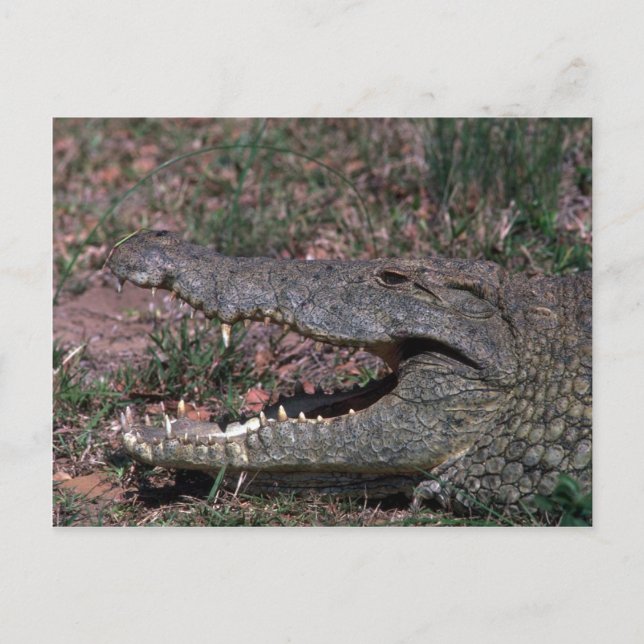 Carte Postale Crocodile du Nil (Devant)