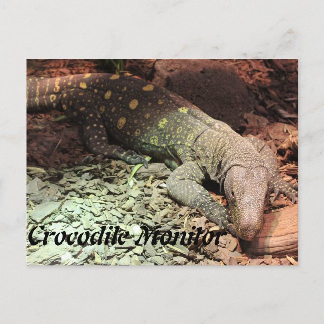 Carte Postale Crocodile Montior (Devant)