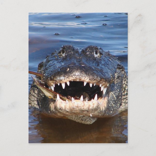 Carte Postale Crocodile souriant (Devant)