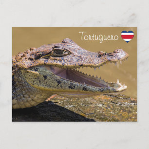 Carte Postale Crocodile souriant à Tortuguero - Costa Rica