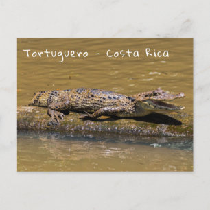 Carte Postale Crocodile souriant à Tortuguero - Costa Rica