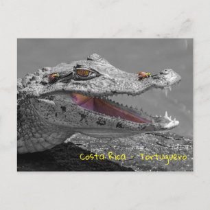 Carte Postale Crocodile souriant en Tortuguero - Costa Rica
