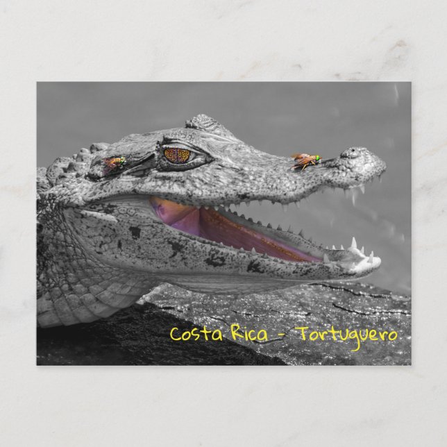 Carte Postale Crocodile souriant en Tortuguero - Costa Rica (Devant)