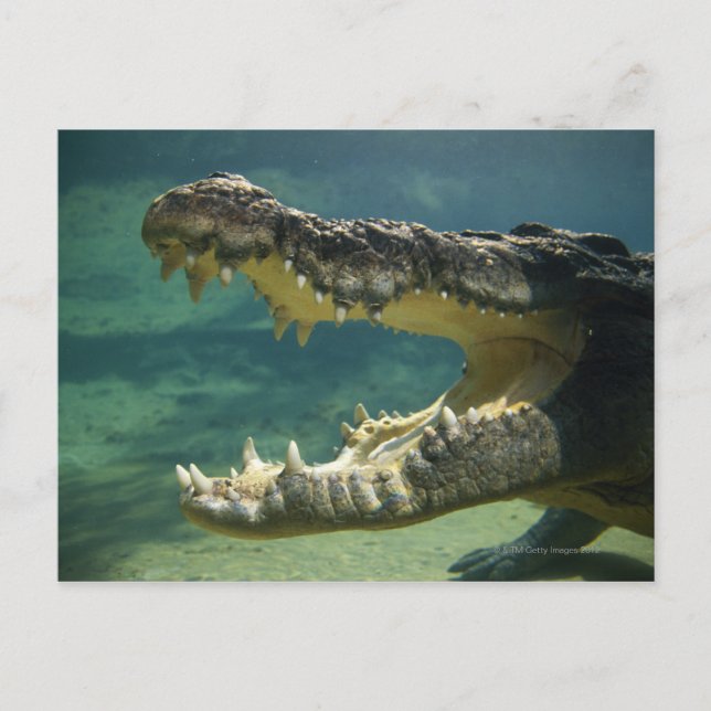 Carte Postale Crocodiles bouche ouverte (Devant)