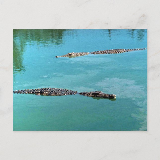 Carte Postale Crocodiles du Nil (Devant)