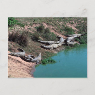 Carte Postale Crocodiles du Nil