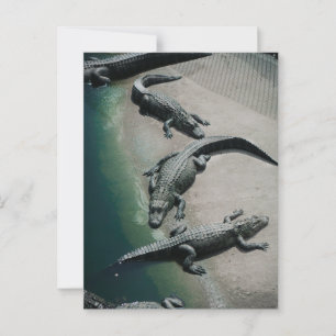 Carte Postale Crocodiles reposant sur une faune de Riverbank
