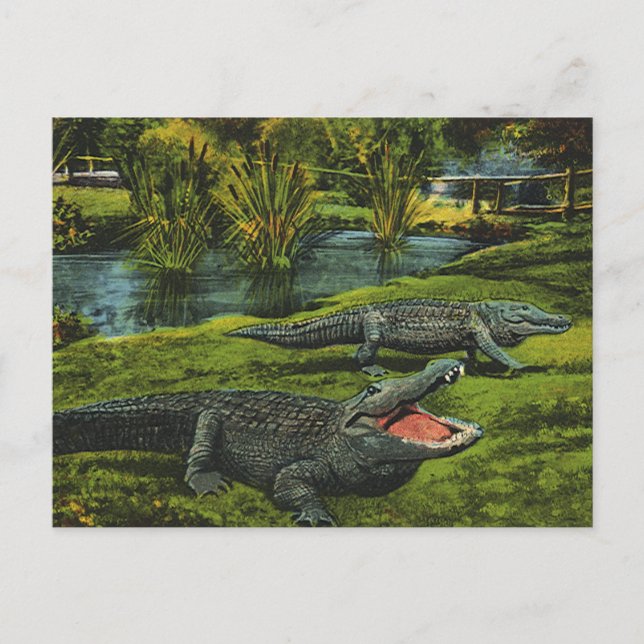Carte Postale Crocodiles vintages, Reptiles Marine Life Animaux (Devant)