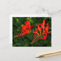 Crocosmia Rouge Lucifer Coppertip Fleurs
