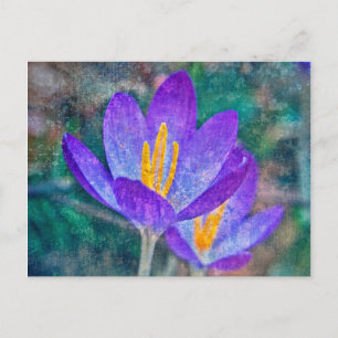 Carte Postale Crocus