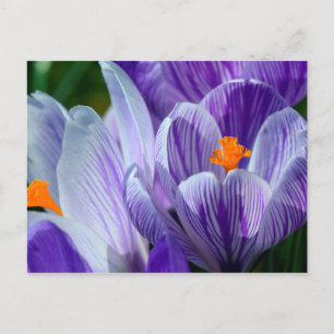 carte postale crocus