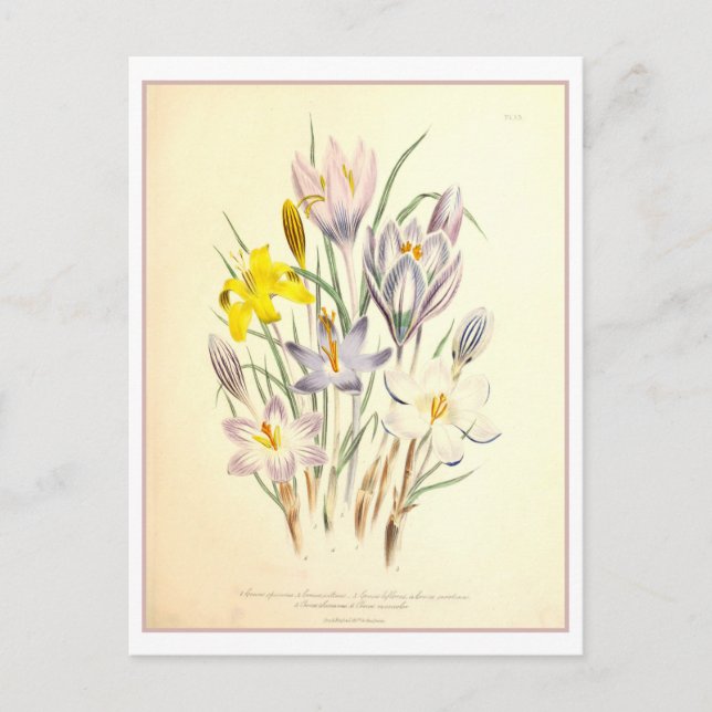 Carte Postale Crocus Botanical Illustration Vintage (Devant)