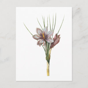Carte Postale crocus (Crocus sativus) de Redouté