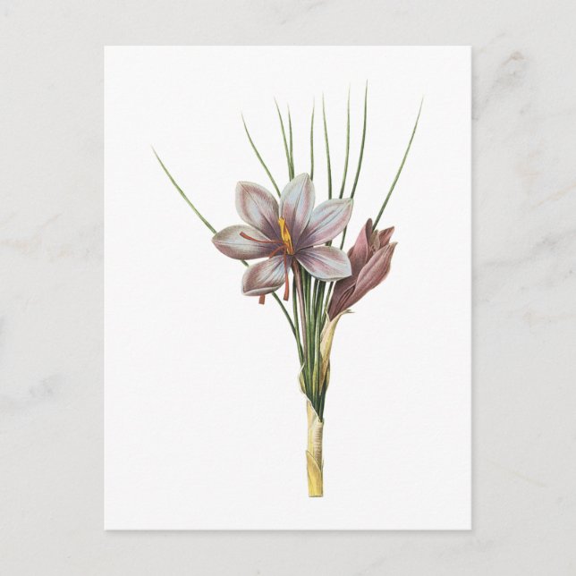 Carte Postale crocus (Crocus sativus) de Redouté (Devant)