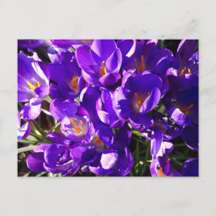 CARTE POSTALE CROCUS DE PRINTEMPS