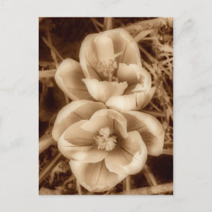 Carte Postale Crocus de Sepia