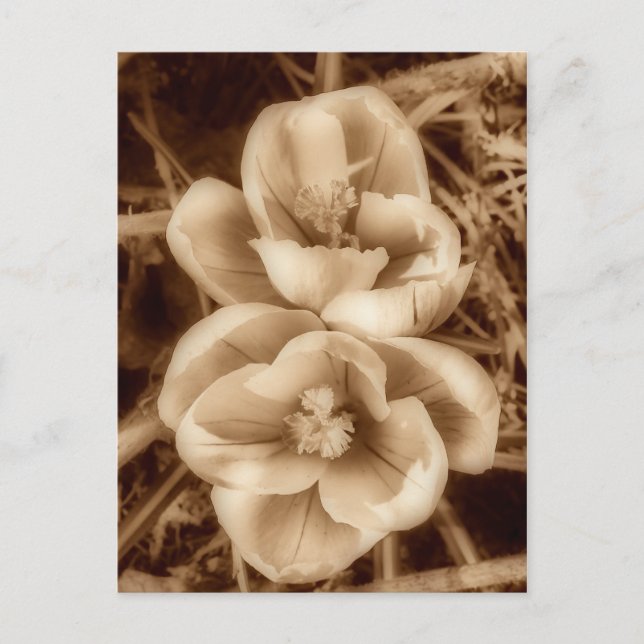 Carte Postale Crocus de Sepia (Devant)