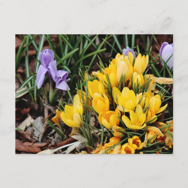 Carte Postale Crocus jaune avec accent vert (Devant)