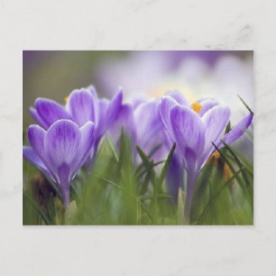 Carte Postale crocus pourpre