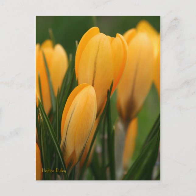 Carte Postale Crocus printaniers (Devant)