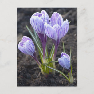 CARTE POSTALE CROCUS PURPLE DE PRINTEMPS