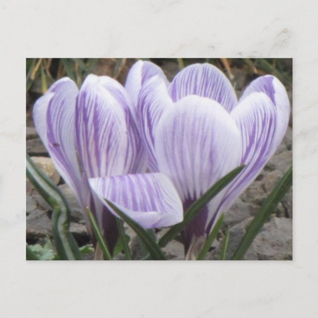 Carte postale Crocus rayés violets (Devant)