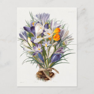 Carte Postale Crocus Spring Flower Botanique Floral Art