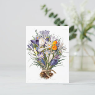 Carte Postale Crocus Spring Flower Botanique Floral Art