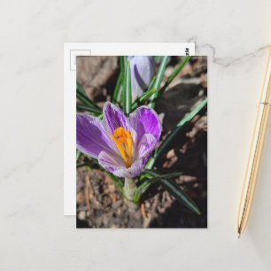 Carte Postale Crocus Violet Première Fleur de 2026