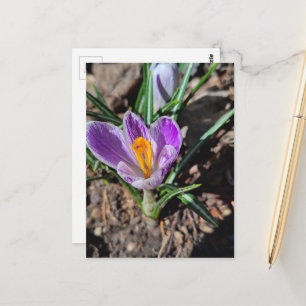 Carte Postale Crocus violet Première fleur de mars 2026