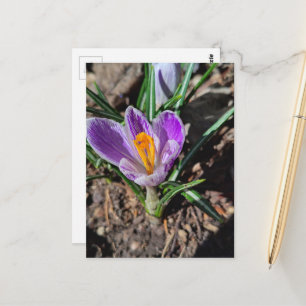 Carte Postale Crocus Violet Première Fleur du Printemps 2026