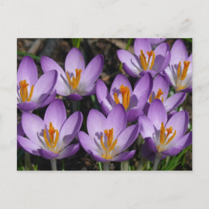 Carte Postale Crocus violets ensoleillés