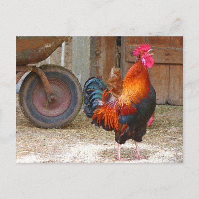 Carte Postale Croisement de coq rouge de Rhode Island à Barnyard (Devant)