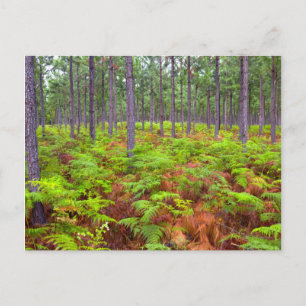 Carte Postale Croissance du support commun (Pteridium Aquilinum)