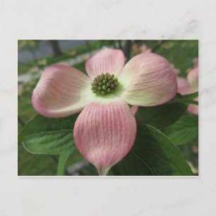 Carte Postale Croix de Dogwood
