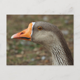 Carte Postale Croix du cygne gris