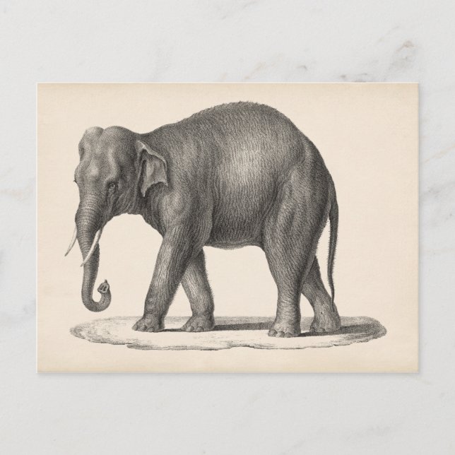 Carte Postale Croquis Brodtmann Elephant (Devant)