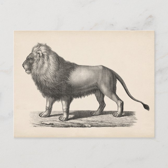 Carte Postale Croquis Brodtmann Lion (Devant)
