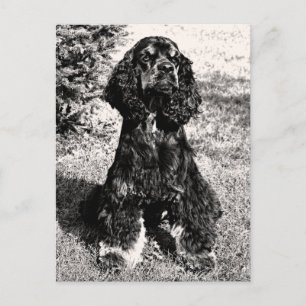 Carte Postale Croquis Cocker Spaniel