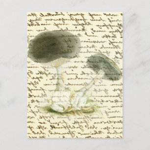 Carte Postale Croquis de champignons texte passé boho cottagecor