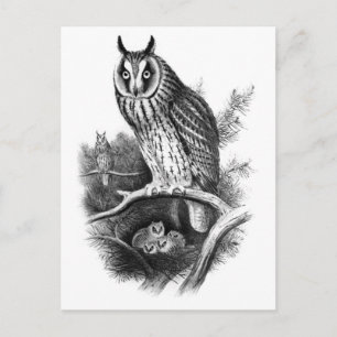 Carte Postale Croquis de chouette à longue oreille