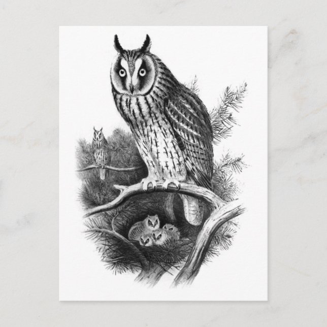 Carte Postale Croquis de chouette à longue oreille (Devant)