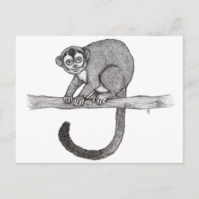 Carte Postale Croquis de Night singe (Aotus spec.) par Nicole Ja (Devant)