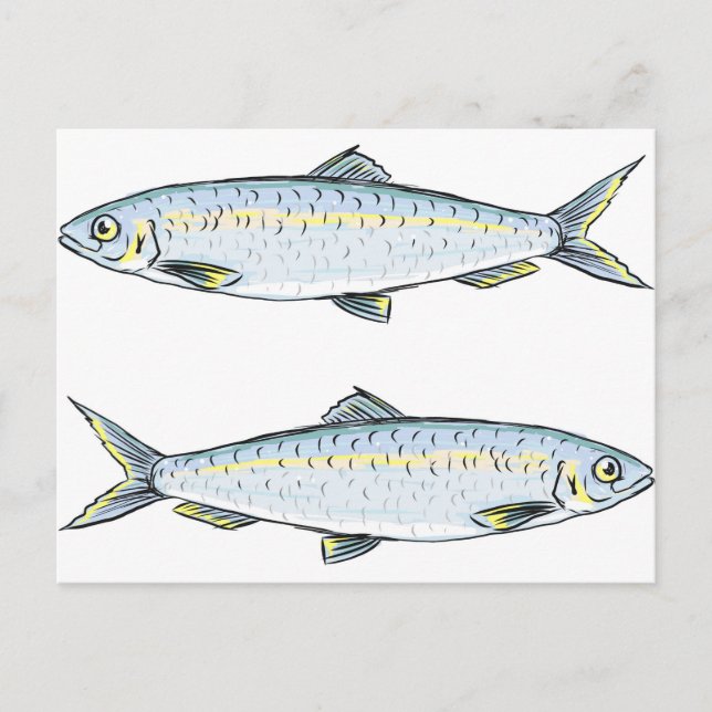 Carte Postale Croquis de poisson hareng (Devant)