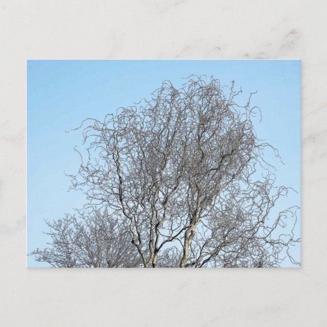 Carte Postale Croquis d'encre des branches d'arbre (Devant)