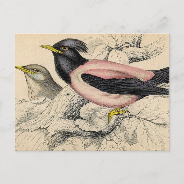 Carte Postale Croquis d'Oiseau Rosie (Devant)
