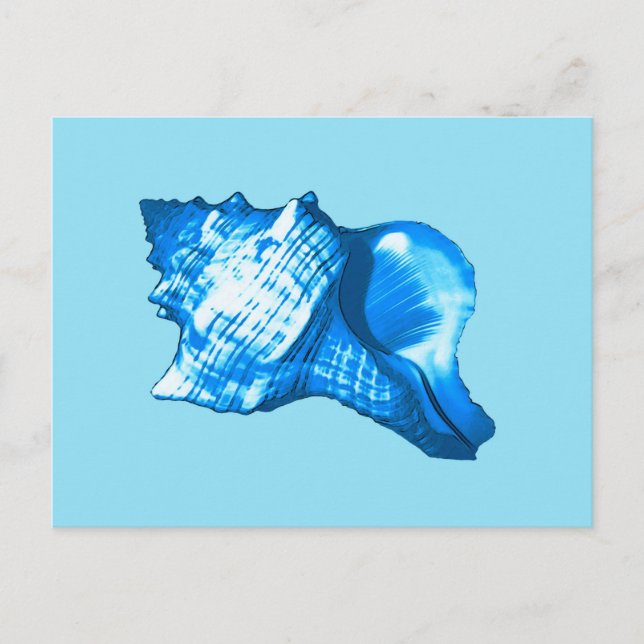 Carte Postale Croquis en coquille de conque - cobalt et bleu cie (Devant)