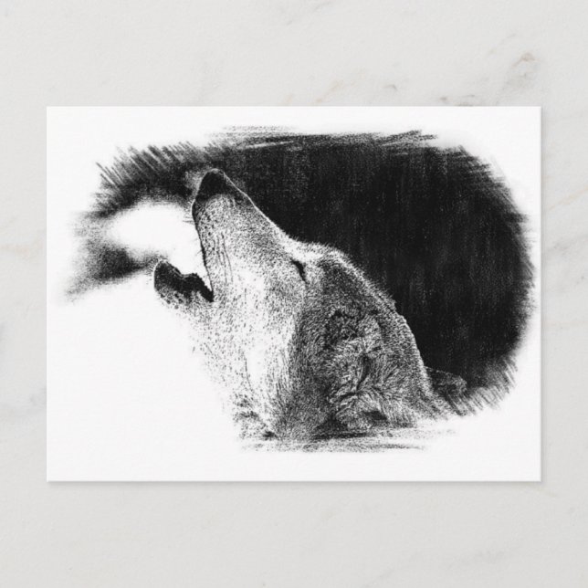 Carte Postale Croquis noir et blanc Loup gris (Devant)